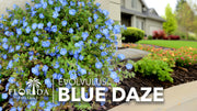 Blue Daze | Large Gallon Size Plants | Evolvulus Glomerata | Low Maintenance Drought Tolerant Blooming Groundcover
