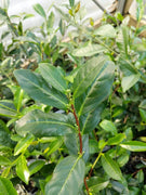 Camellia Sinensis Tea Plants | Live 4 Inch Pots | Camellia Sinensis | Grow & Brew Your Own Tea | Perfect for Home Gardens