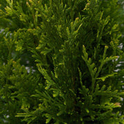 Thuja Plicata 'Green Giant' Arborvitae | Quart Size Plant | Live Evergreen Privacy Tree