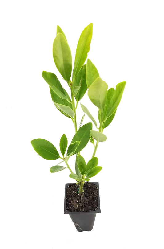 Anise Forest Green | Live Plants | Illicium Parviflorum | Shade Loving Evergreen Hedge