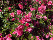 Camellia Sasanqua Shi|Shi I Extra Large 3 Gallon Plants | Pink Flowering Live Plant for Outdoor & Indoor Gardens, Compact Elegant Flowering Shrub for Vibrant Landscaping