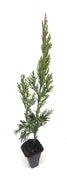 Spartan Juniper | Live Trees | Juniperus Chinensis