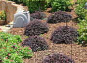 Loropetalum Ruby | Large Gallon Size Plants | Chinese Fringe Flower | Evergreen Flowering Shrub
