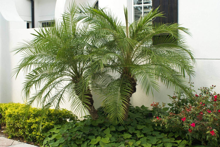 Phoenix Roebelenii | Miniature Pygmy Date Palm | Large Live Tree | Beautiful Patio Plant