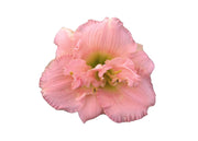 Daylily Siloam Double Classic I Live 3 Inch Pots I Hemerocallis I Peach Colored Flowers