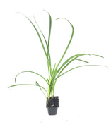 Society Garlic | Live Plants | Tulbaghia Violacea | Butterfly Attracting Flowers