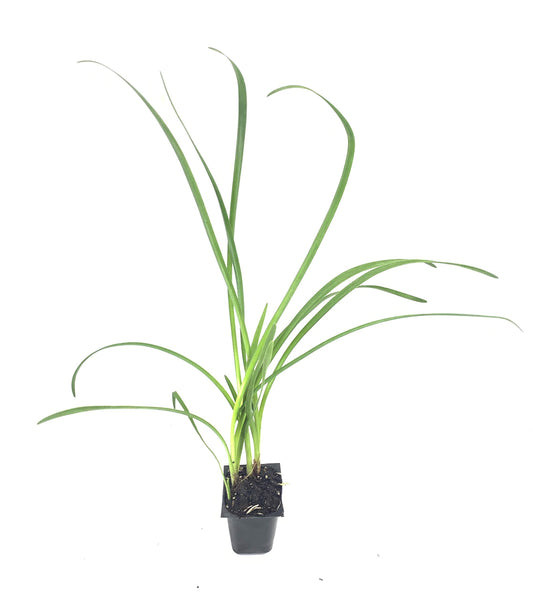 Society Garlic | Live Plants | Tulbaghia Violacea | Butterfly Attracting Flowers