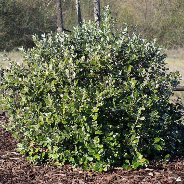 Pineapple Guava Plant | Live 4 Inch Plants | Feijoa Sellowiana | Edible Flowers and Fruit