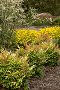 Heavenly Bamboo | Nandina Domestica | Live Gallon Size Plant | Beautiful & Colorful Low Maintenance Foliage