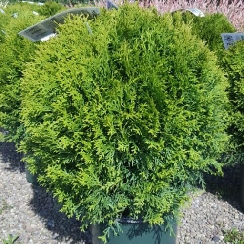 Little Giant Arborvitae | Live Gallon Size Plant | Dwarf Evergreen Shrub, Perfect for Landscaping & Privacy, Low Maintenance, Hardy & Drought Tolerant