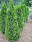 Arborvitae Emerald Green | Live 4 Inch Pot | Thuja Occidentalis Smaragd Tree | Evergreen Privacy Screening Hedge Plants
