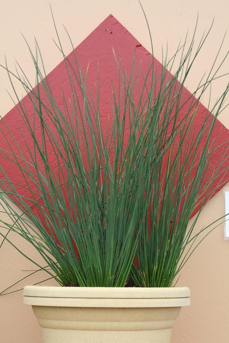 Blue Arrows Rush Grass | Live Gallon Size Plant | Juncus Inflexus | Drought Tolerant Low Maintenance Ornamental