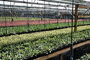 Dwarf Burford Holly Ilex | 40 Live Plants | Evergreen Burfordi Shrub