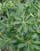Pittosporum Green | Extra Large 3 Gallon Plants | Pittosporum Tobira | Lush Privacy Hedge | Easy|Care Landscape