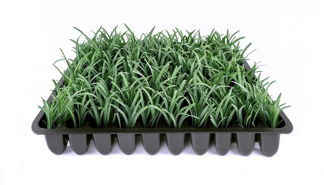 Dwarf Mondo Grass | Live Plants | Ophiopogon Japonicus Nana | Lush Ground Cover | Shade Loving Low Maintenance Garden Solution | Ideal for Landscaping and Borders | Hardy and Evergreen