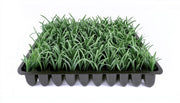Dwarf Mondo Grass | Live Plants | Ophiopogon Japonicus Nana | Lush Ground Cover | Shade Loving Low Maintenance Garden Solution | Ideal for Landscaping and Borders | Hardy and Evergreen