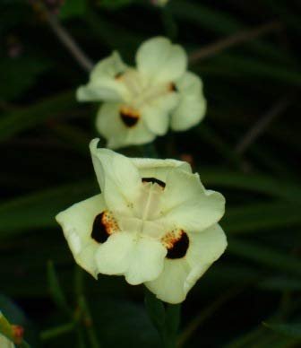 African Iris Yellow | Live Plants | Dietes Vegeta | Drought Tolerant Groundcover Grass