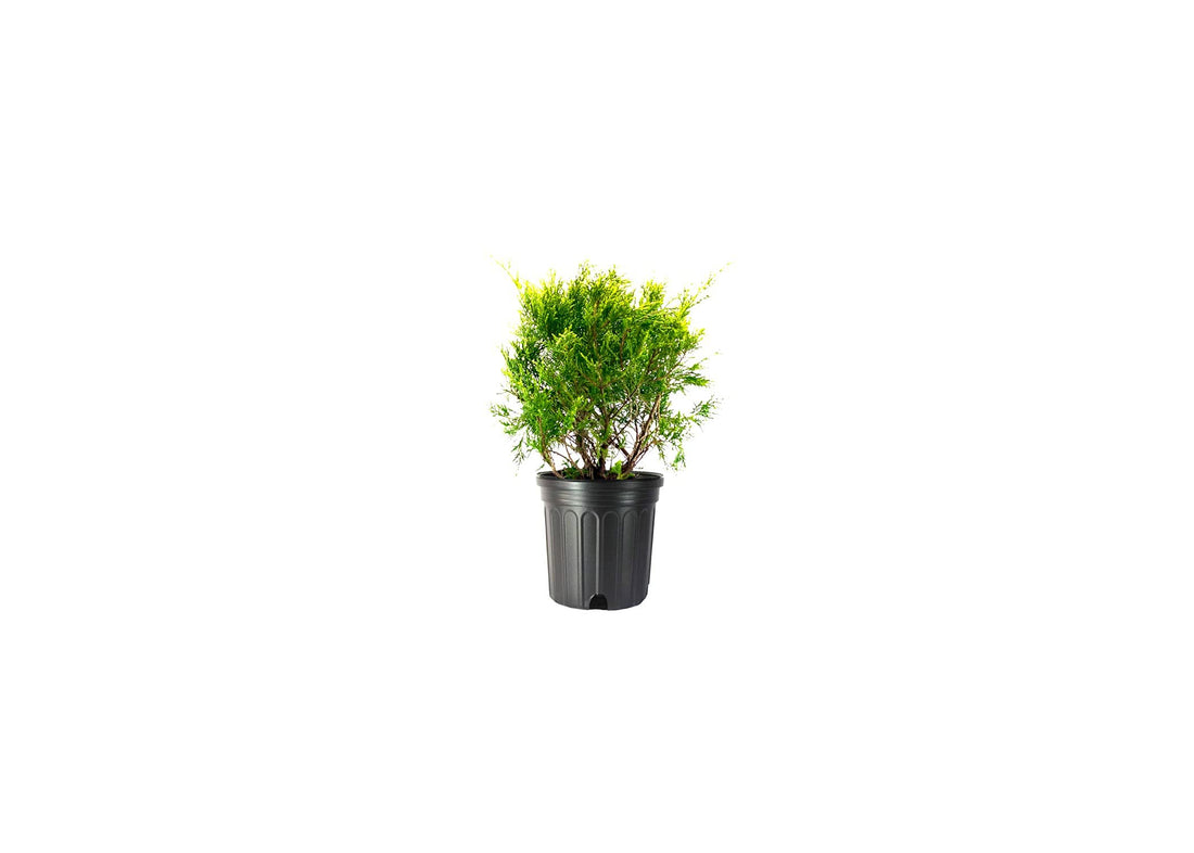 Old Gold Juniper | Live Gallon Size Plants | Juniperus Chinensis | Drought Tolerant Cold Hardy Evergreen Groundcover