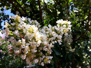 Crape Myrtle Natchez | Extra Large 3 Gallon Plants | Lagerstroemia Indica | Beautiful Low Maintenance White Blooming Flowering Tree