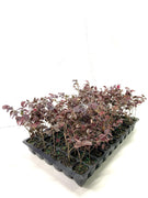 Loropetalum Red Chocolate I Live Plants I Chinese Fringe Flower I Deep Burgundy Foliage with Pink Flower Accents | Low|Maintenance, Drought|Resistant Shrub