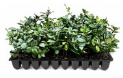 Star Confederate Jasmine | Live Plants | Trachelospermum jasminoides | Flowering Vine Plants | Evergreen Ground Cover for Landscaping