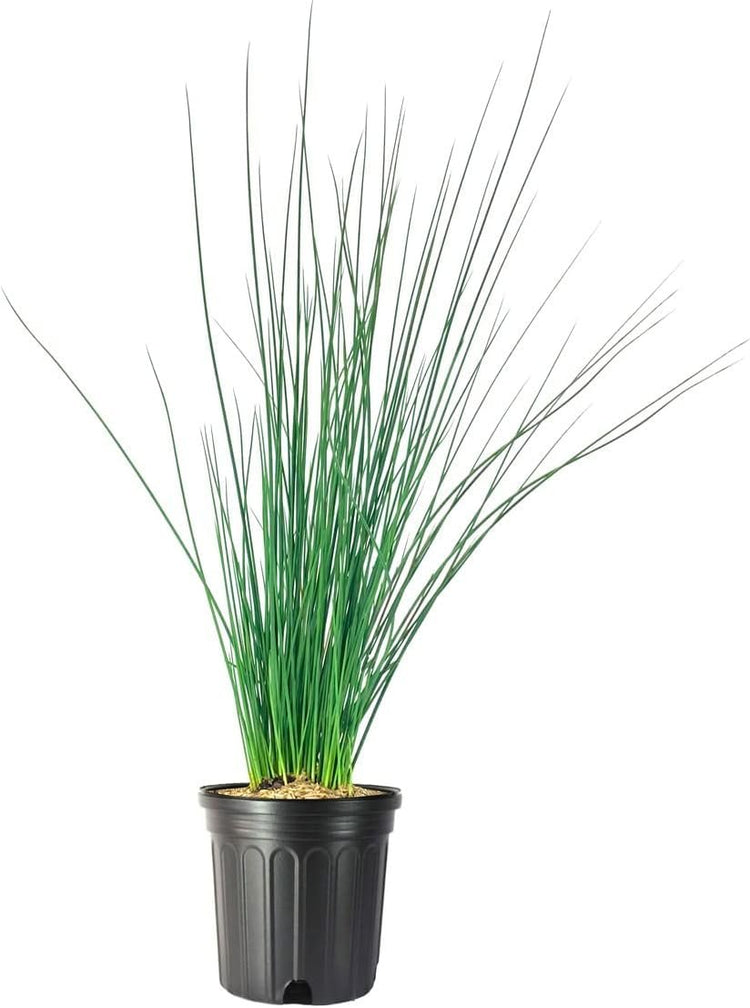 Blue Arrows Rush Grass | Live Gallon Size Plant | Juncus Inflexus | Drought Tolerant Low Maintenance Ornamental