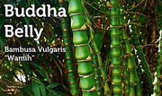 Dwarf Buddha Belly Bamboo | Live Plant | Bambusa Vulgaris Wamin | Beautiful Rare Unique Specimen | Non|Invasive Clumping Bamboo
