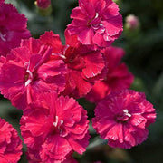 Frosty Fire Dianthus | Live Plants | Dianthus Allwoodii | Fragrant Cold Hardy Groundcover