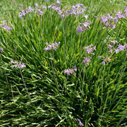 Society Garlic | Large Gallon Size Plants I Tulbaghia Violacea I Live Fragrant Purple Blooms & Edible Leaves, Easy|Care, Drought|Resistant Outdoor Herb