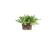 St. Augustine 'Floratam' Inch Sod Plugs | Extra Large Live Plugs | Drought, Salt and Shade Tolerant Turf Grass
