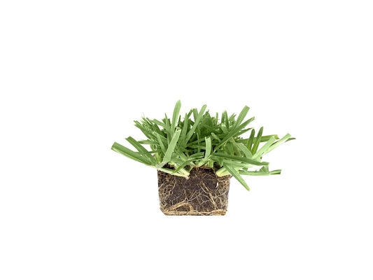 St. Augustine 'Floratam' Inch Sod Plugs | 36 Extra Large Live Plugs | Drought, Salt and Shade Tolerant Turf Grass