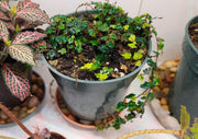 Ficus Pumila Quercifolia | Live Plants | Oak Leaf Creeping Fig, Easy|Care Indoor/Outdoor Trailing Vine Plant, Perfect for Walls and Ground Cover