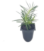 Frosty Fire Dianthus | Live Plants | Dianthus Allwoodii | Fragrant Cold Hardy Groundcover