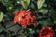 Ixora Maui Red I Large Gallon Size Plant I Rubiaceae Ixora Coccinea | Live Lush Red Cluster Blooms, Heat and Drought Tolerant, Ideal for Tropical and Subtropical Gardens