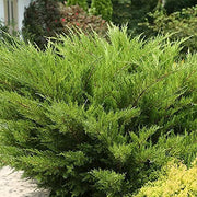 Sea Green Juniper | Live Gallon Size Plants | Juniperus Chinensis | Drought Tolerant Cold Hardy Evergreen Border Screening Shrub