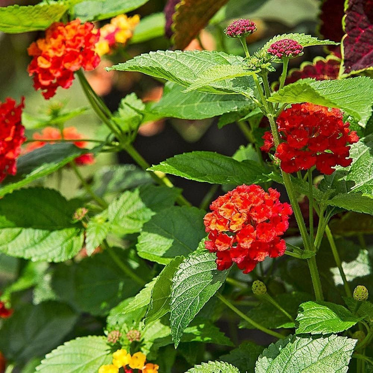 Lantana Dallas Red | Live Plants | Lantana Camara | Flowering Perennial | Garden Colorful Bloom | Hardy Outdoor Decor | Vibrant Red Flowers