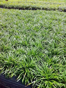 Dwarf Mondo Grass | Large Gallon Size Plants | Ophiopogon Japonicus Nanus | Live Evergreen Shade Loving Groundcover