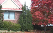 Hetzi Columnar Juniper | Live Gallon Size Trees | Juniperus Chinensis | Drought Tolerant Cold Hardy Evergreen Privacy Plants