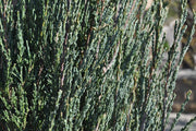 Blue Arrow Juniper | Live Trees | Juniperus Scopulorum | Formal Evergreen Privacy Screen