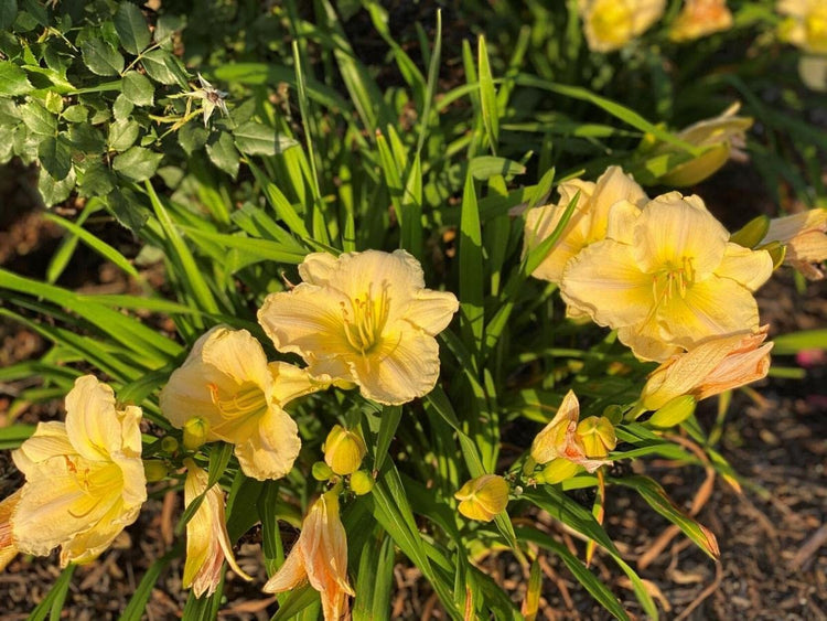Florida Foliage Daylily Yangtze | Live 4 Inch Pots | Hemerocallis Plants | Beautiful Low Maintenance Blooming Groundcover