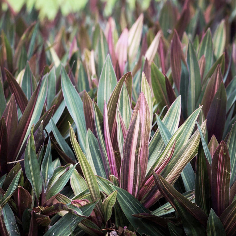 oyster plant indoor Tri Color Dwarf Oyster Plant | Tropical Plants