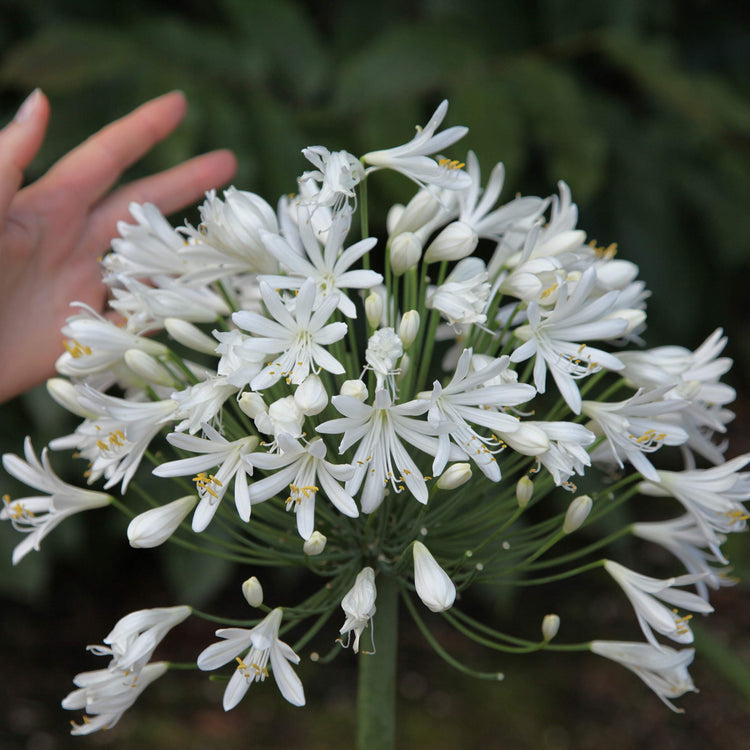 Agapanthus Getty White | Live Plants | Blooming Groundcover Grass