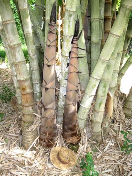Dendrocalamus Asper Bamboo | Live Plant | Fast|Growing Giant Bamboo | Ideal for Indoor/Outdoor Green Spaces, Landscaping & Eco|Friendly Decor | Also Known As Dragon or Rough Bamboo