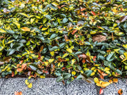 Jasmine Summer Sunset | Live Quart Size Plants | Trachelospermum Asiaticum | Colorful Ground Cover | Ornamental Foliage Plants