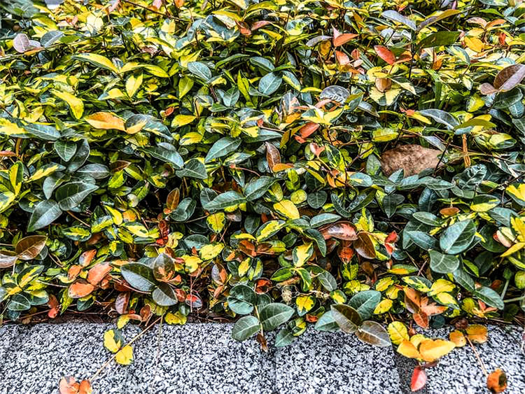 Jasmine Summer Sunset | Live Quart Size Plants | Trachelospermum Asiaticum | Colorful Ground Cover | Ornamental Foliage Plants