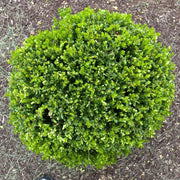 Wintergreen Boxwood | Large 3 Gallon Plants | Dense Evergreen Foliage, Cold|Hardy & Ideal for Year|Round Landscaping, Elegant Border & Hedge Plant, Live Shrub