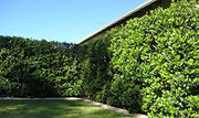 Sweet Viburnum Odoratissimum | 20 Live Plants | Evergreen Privacy Hedge