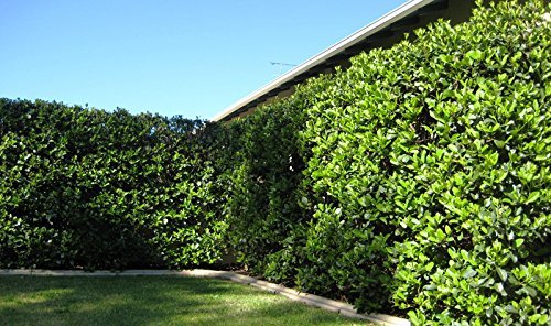 Sweet Viburnum Odoratissimum | 20 Live Plants | Evergreen Privacy Hedge