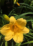 Daylily Stella D' Oro I Live 3 Inch Pots I Hemerocallis | Yellow Flowers I Rich Golden Blooms, Perennial Garden Jewel, Easy|to|Grow for Year|Round Beauty