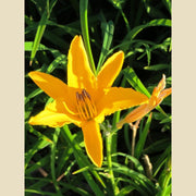 Daylily 'Aztec Gold' | 15 Live Plants | Hemerocallis Blooming Ground Cover Ornamental Foliage